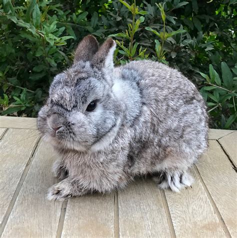 Bunnies for sell - Female Netherland dwarf baby bunny. 185.00 $. French lop baby bunnies. 50.00 $. Holland lop baby bunny’s for sale in Portland Oregon. 150.00 $. Bonded bunnies. 50.00 $. 4 Mini lop bunnies for sale.